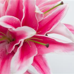 fwthumbPink Lily Bridal Bouquet Close Up.jpg